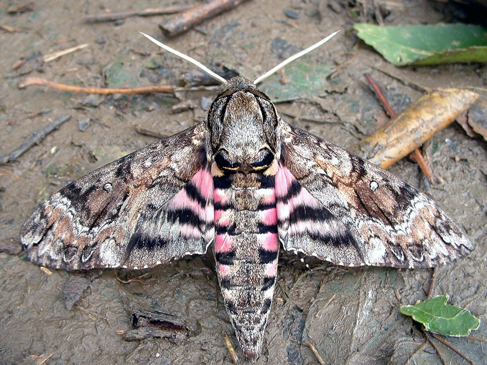 Photographie par blurmore pour DesignCrowd (Community Contests) | Design #9129151