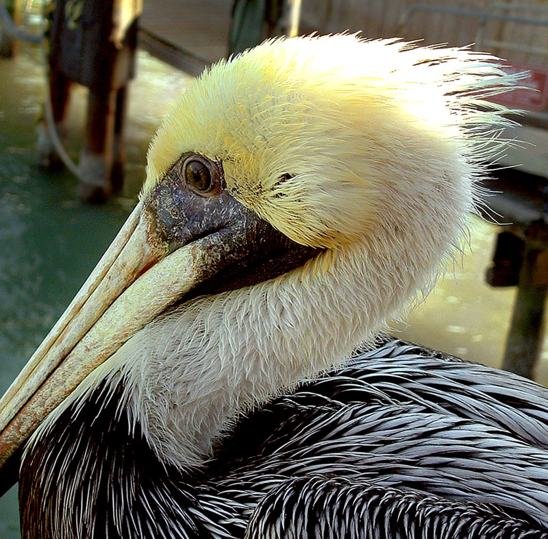 Photographie par TampaDroid pour DesignCrowd (Community Contests) | Design #9129130