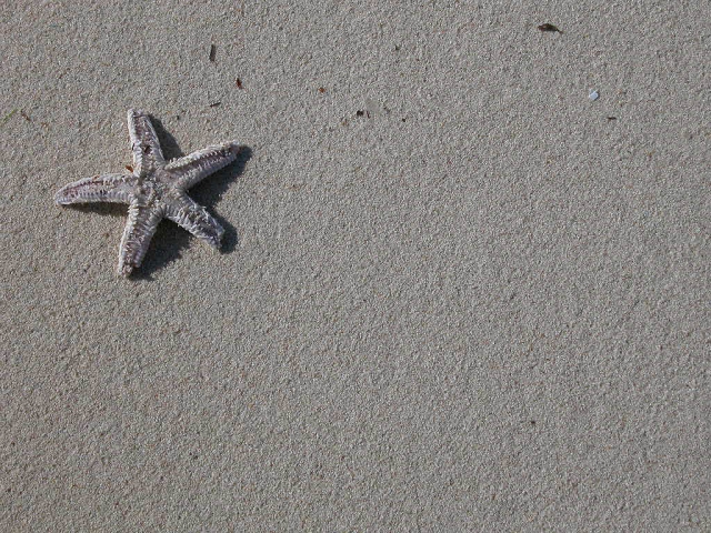 Photographie par AlJarsh_QUIT pour DesignCrowd (Community Contests) | Design #9129278