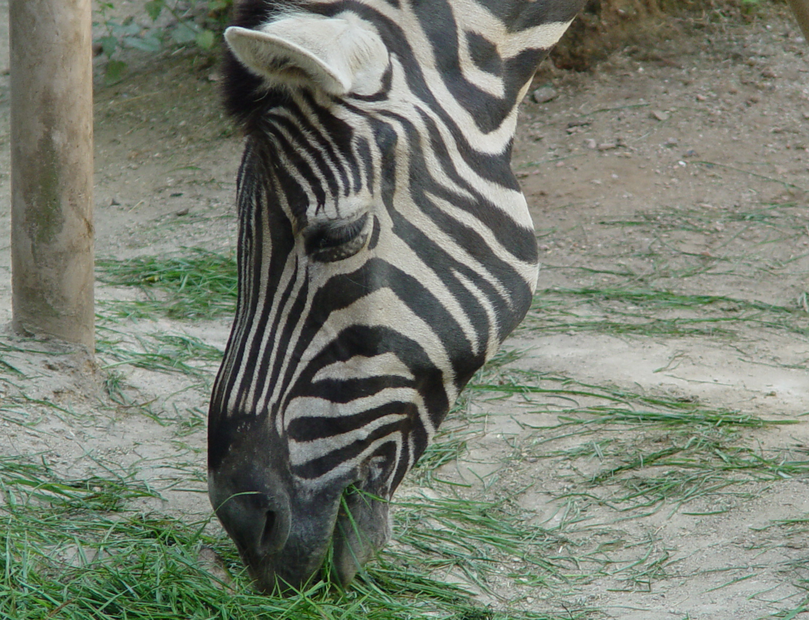 Photography by GerwinF for DesignCrowd (Community Contests) | Design #9129286