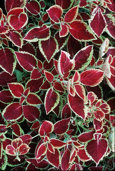 Diseño de Photoshop por Shitrak para DesignCrowd (Community Contests) | Diseño #9130166