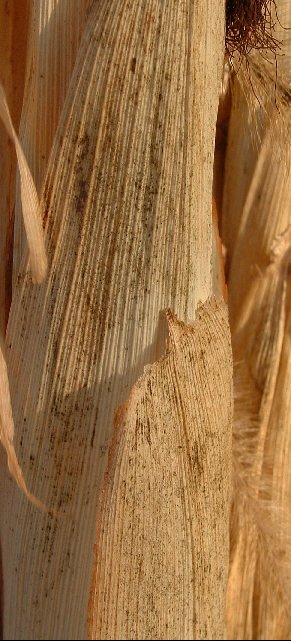 Fotografie von MrsFuzzButt für DesignCrowd (Community Contests) | Design #9129268