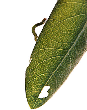 Fotografía por majd para DesignCrowd (Community Contests) | Diseño #9113359