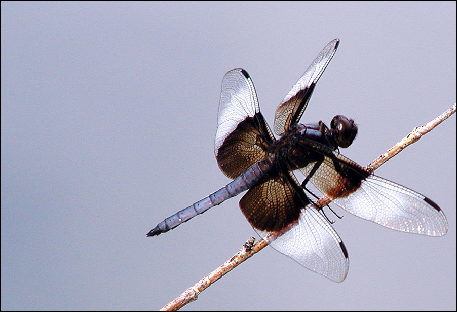 Photography by compugoddess for DesignCrowd (Community Contests) | Design #9113365