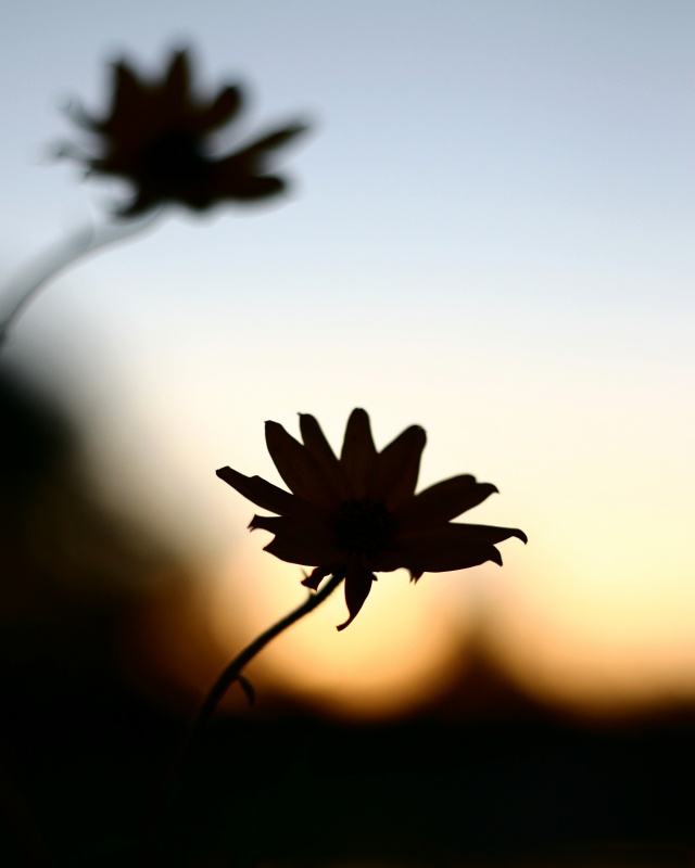 Photography by thesecretsharer for DesignCrowd (Community Contests) | Design #9113442