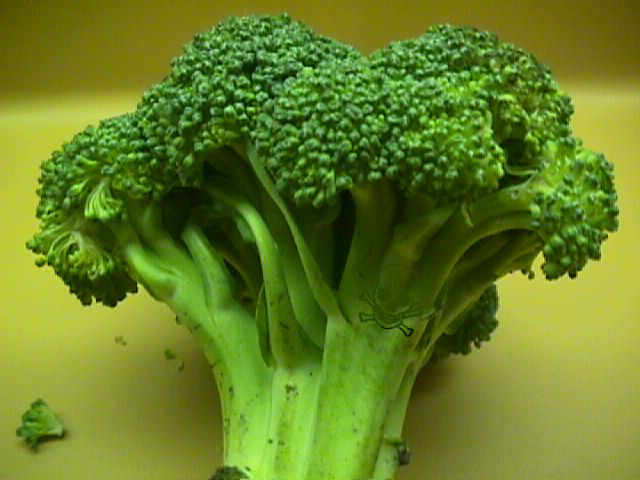 Photoshop Design by kremsersenf for DesignCrowd (Community Contests) | Design #9134270