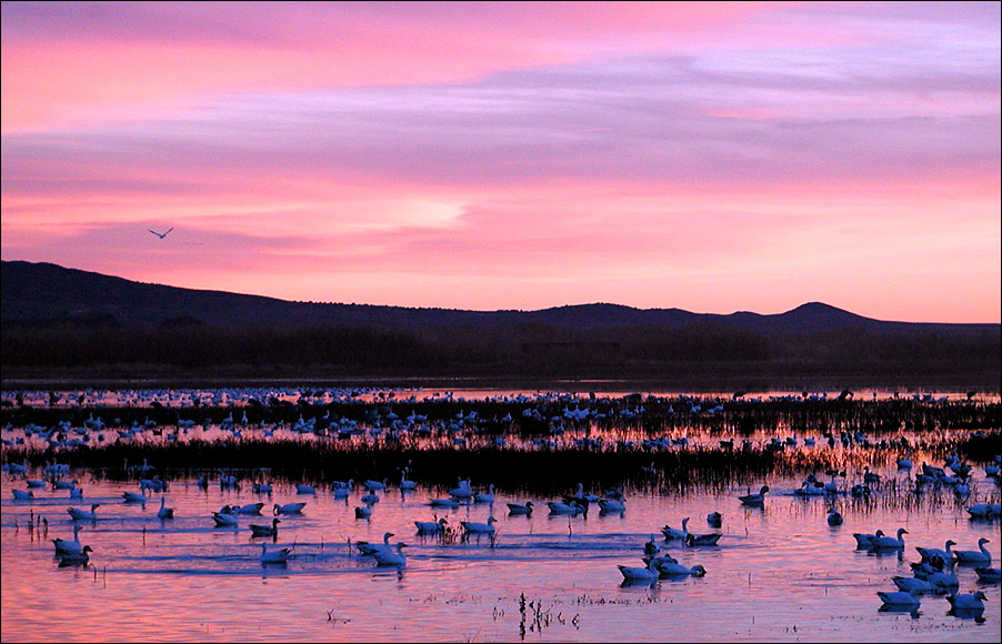 Photography by compugoddess for DesignCrowd (Community Contests) | Design #9124404