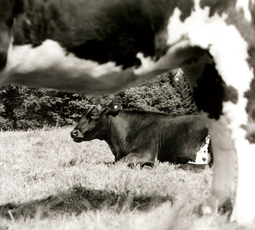 Photography by majd for DesignCrowd (Community Contests) | Design #9104418