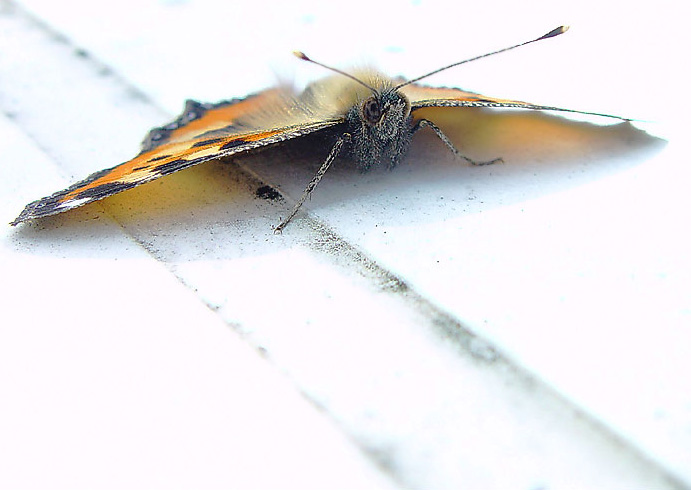 Fotografie von AlanHauge für DesignCrowd (Community Contests) | Design #9113627