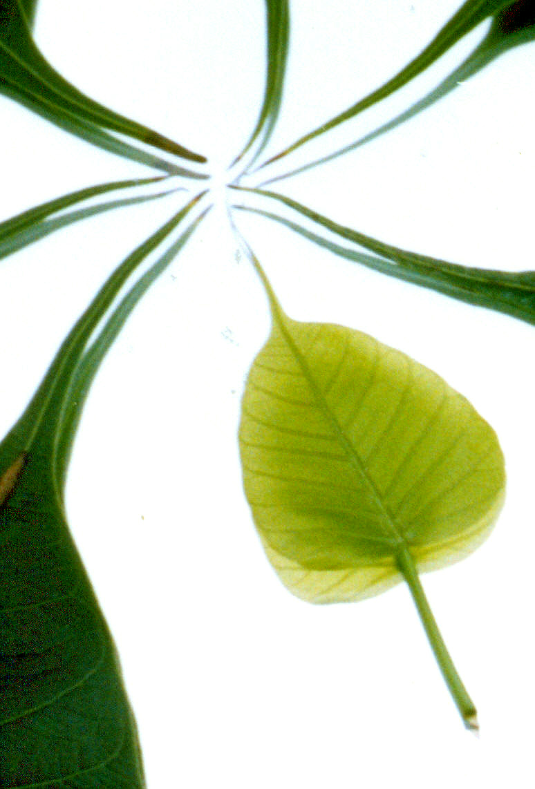 Fotografía por vgmn1956 para DesignCrowd (Community Contests) | Diseño #9113610