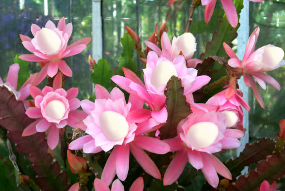 Photoshop-Design von LeMolstad für DesignCrowd (Community Contests) | Design #9124721