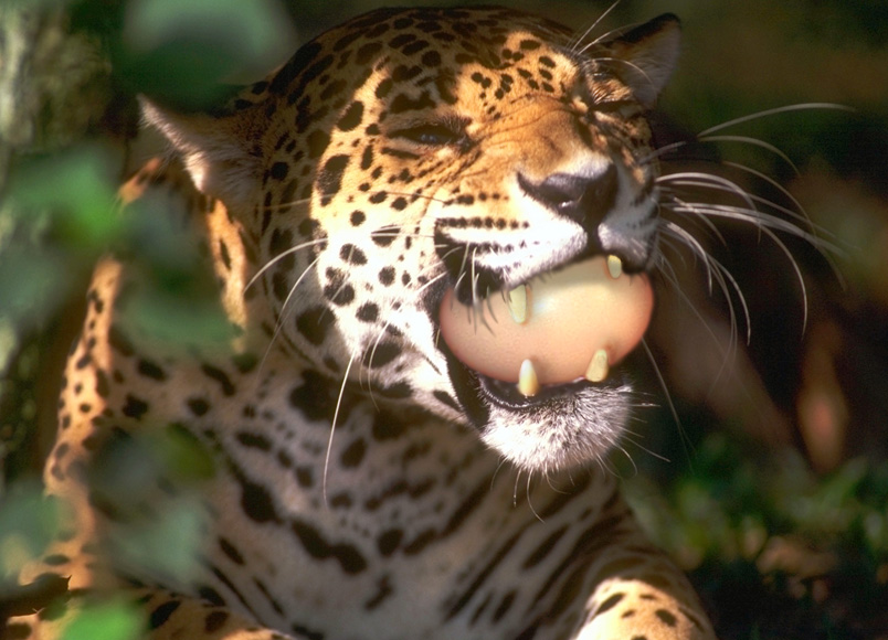 Design Photoshop par ogri2003 pour DesignCrowd (Community Contests) | Design #9124727