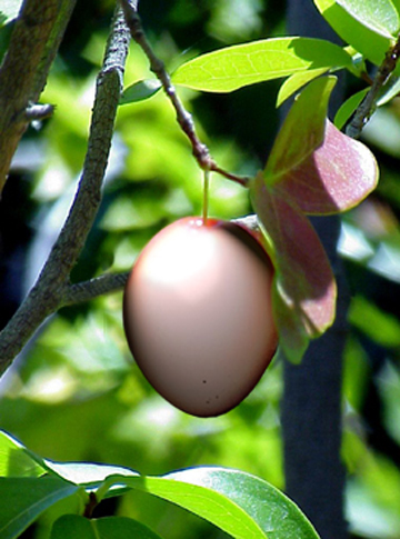 Diseño de Photoshop por Shitrak para DesignCrowd (Community Contests) | Diseño #9124743