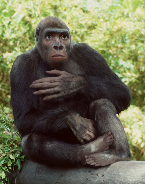 Photoshop Design by tiddlycove for DesignCrowd (Community Contests) | Design #9104246