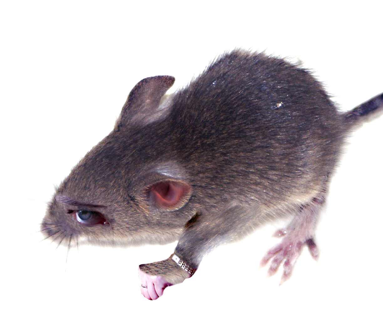 Diseño de Photoshop por Peibes para DesignCrowd (Community Contests) | Diseño #9104275