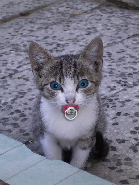 Diseño de Photoshop por bruceleroy para DesignCrowd (Community Contests) | Diseño #9104324