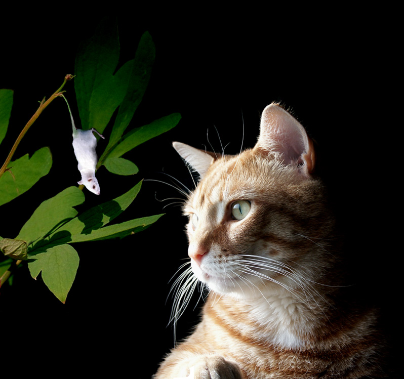 Photoshop Design by PrimrosePath9 for DesignCrowd (Community Contests) | Design #9113260