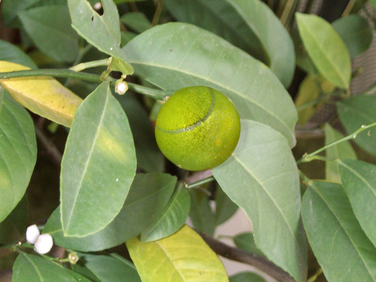 Photoshop Design by alien8 for DesignCrowd (Community Contests) | Design #9113291