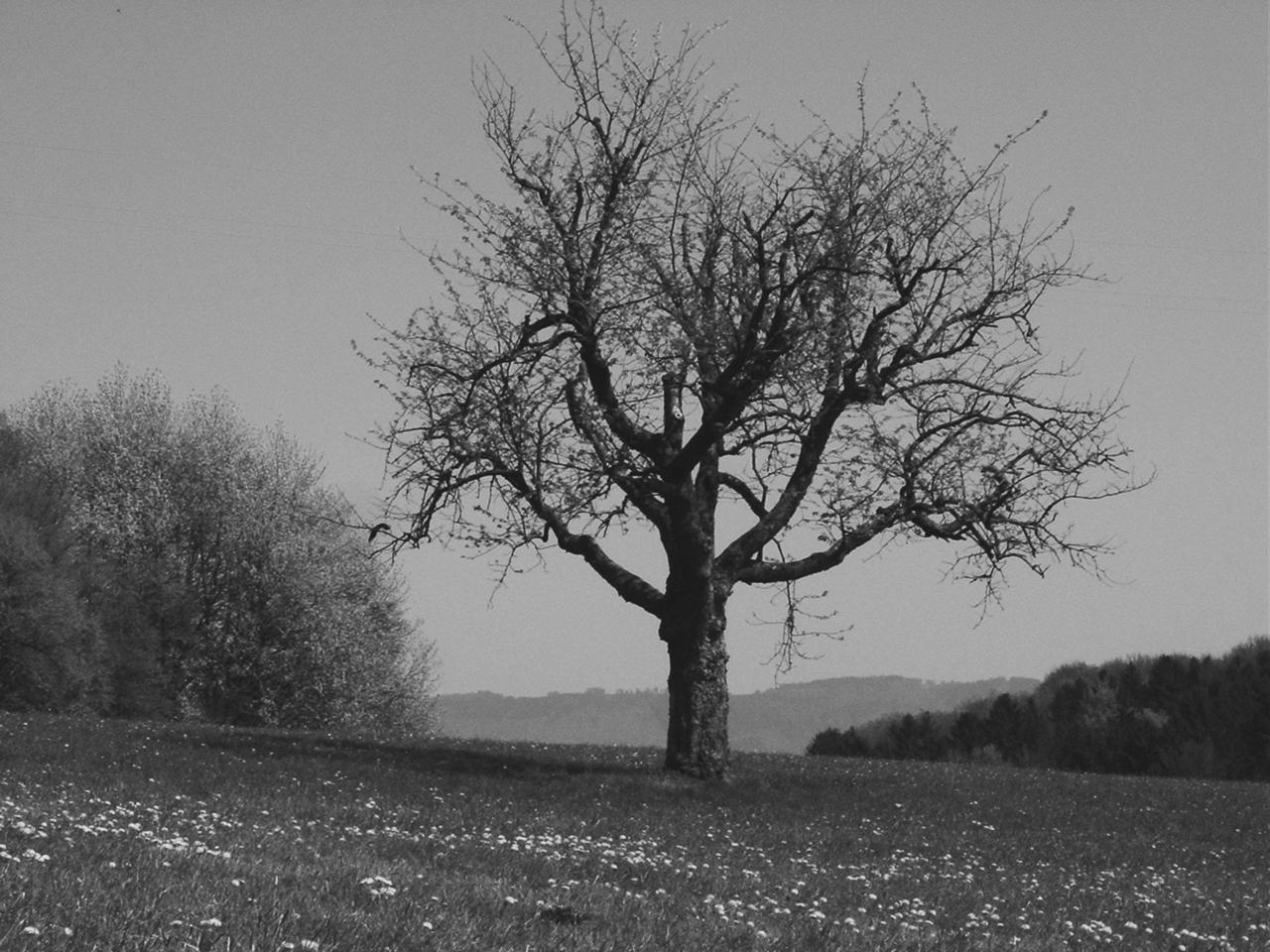 Photography by Floppglopple for DesignCrowd (Community Contests) | Design #9101401