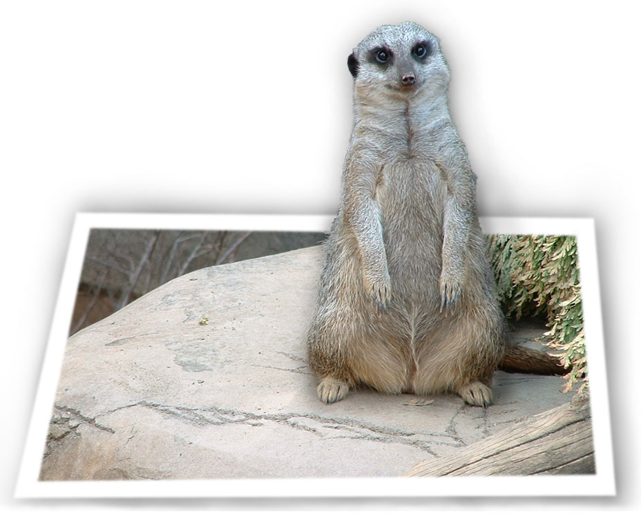 Photoshop Design by MPolgara for DesignCrowd (Community Contests) | Design #9103480