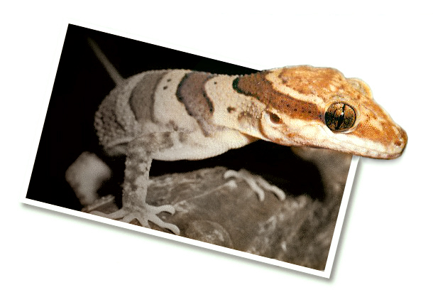 Design Photoshop par pixeldust pour DesignCrowd (Community Contests) | Design #9103491