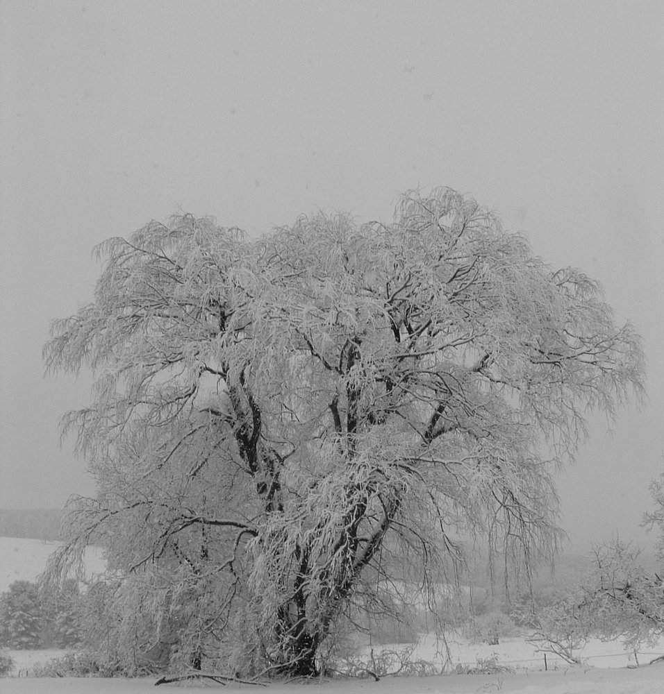 Fotografie von MrsFuzzButt für DesignCrowd (Community Contests) | Design #9101552