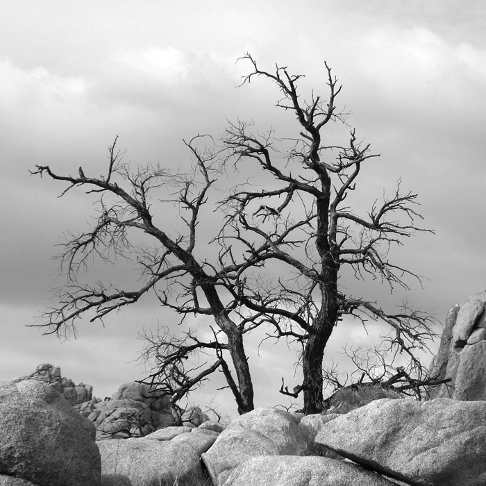 Photographie par MrGrum pour DesignCrowd (Community Contests) | Design #9101634