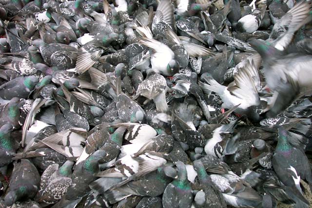 Photographie par Chiqui74 pour DesignCrowd (Community Contests) | Design #9132456