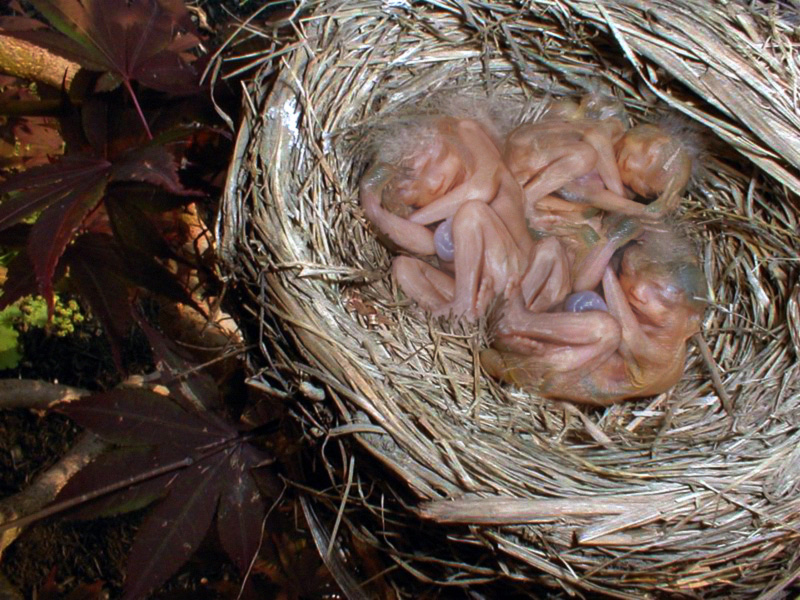 Diseño de Photoshop por LesKellert para DesignCrowd (Community Contests) | Diseño #9113249