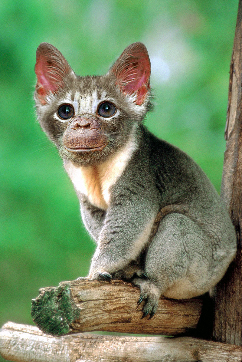 Photoshop-Design von CCZ für DesignCrowd (Community Contests) | Design #9102623