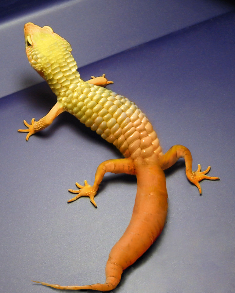 Photoshop Design by IronKite for DesignCrowd (Community Contests) | Design #9132305