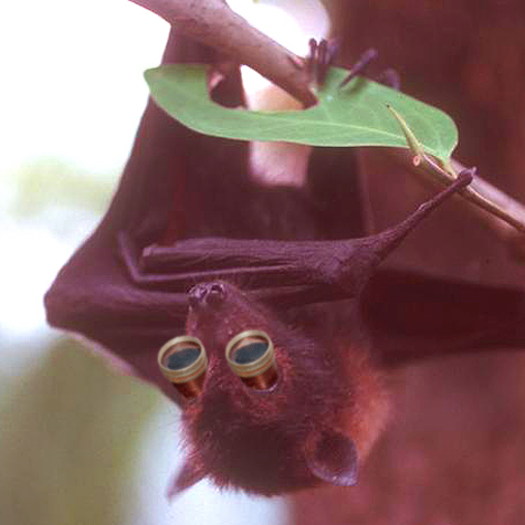 Photoshop Design by ThreeDean for DesignCrowd (Community Contests) | Design #9102701