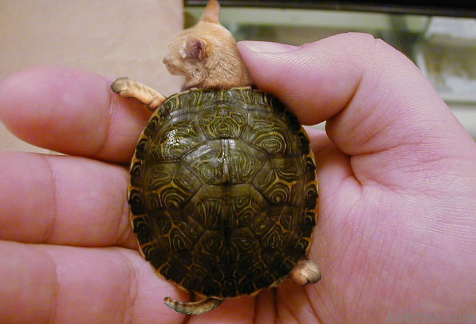 Diseño de Photoshop por Shitrak para DesignCrowd (Community Contests) | Diseño #9102868