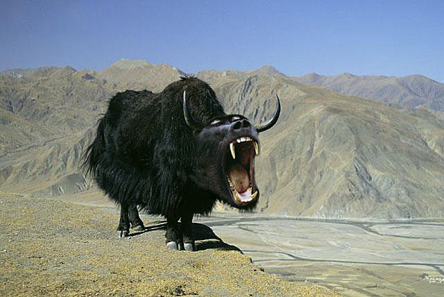 Diseño de Photoshop por Tsirulnik para DesignCrowd (Community Contests) | Diseño #9102852