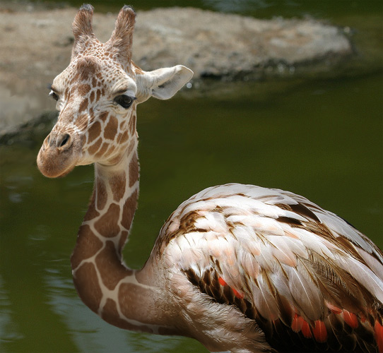 Photoshop-Design von snipah7 für DesignCrowd (Community Contests) | Design #9102963