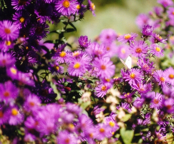 Photography by dollyllama for DesignCrowd (Community Contests) | Design #9132489