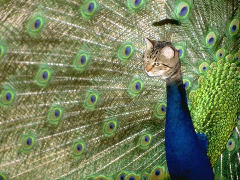 Photoshop Design by dpenguin for DesignCrowd (Community Contests) | Design #9102884