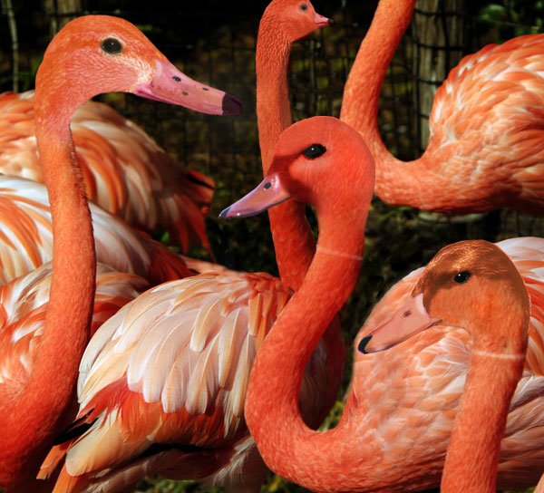 Diseño de Photoshop por Gaspode para DesignCrowd (Community Contests) | Diseño #9102915