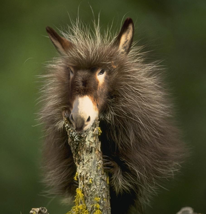 Photoshop Design by magneto for DesignCrowd (Community Contests) | Design #9102871