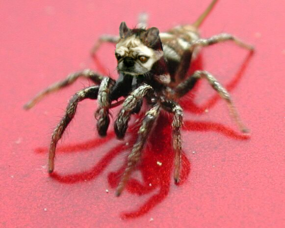 Diseño de Photoshop por EegahSmash para DesignCrowd (Community Contests) | Diseño #9102927