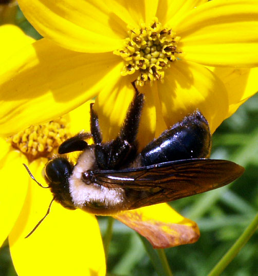 Photographie par Chiqui74 pour DesignCrowd (Community Contests) | Design #9102506