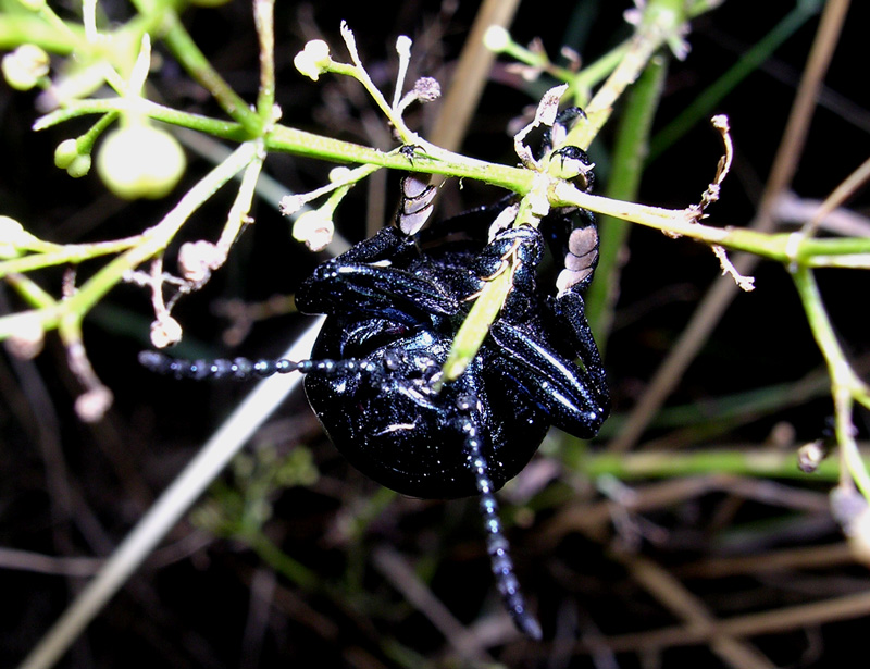 Fotografie von Trinity-of-One für DesignCrowd (Community Contests) | Design #9102563