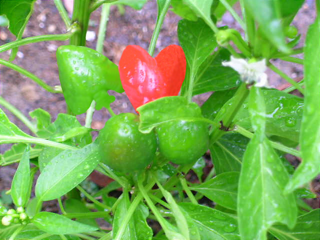 Photoshop Design by SubieDriver for DesignCrowd (Community Contests) | Design #9131539