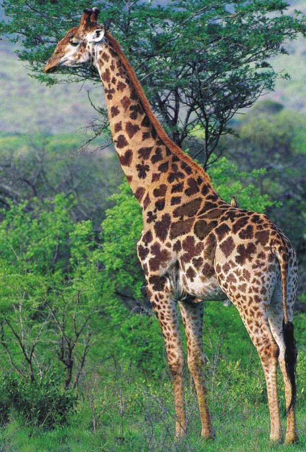 Photoshop Design by FlowerofTelperion for DesignCrowd (Community Contests) | Design #9131604