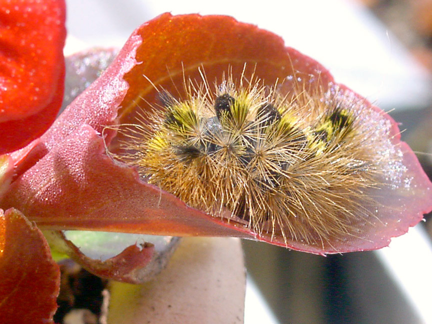 Photography by ogri2003 for DesignCrowd (Community Contests) | Design #9102606