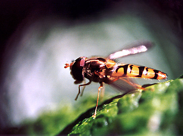 Fotografía por majd para DesignCrowd (Community Contests) | Diseño #9102577