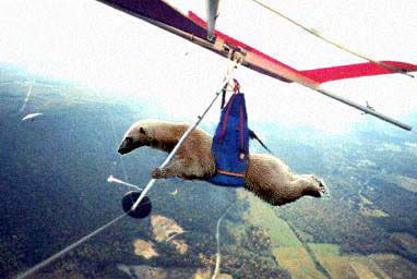 Diseño de Photoshop por couznig para DesignCrowd (Community Contests) | Diseño #9128269