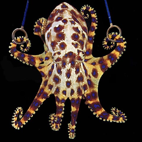 Photoshop Design by Slenno for DesignCrowd (Community Contests) | Design #9128301