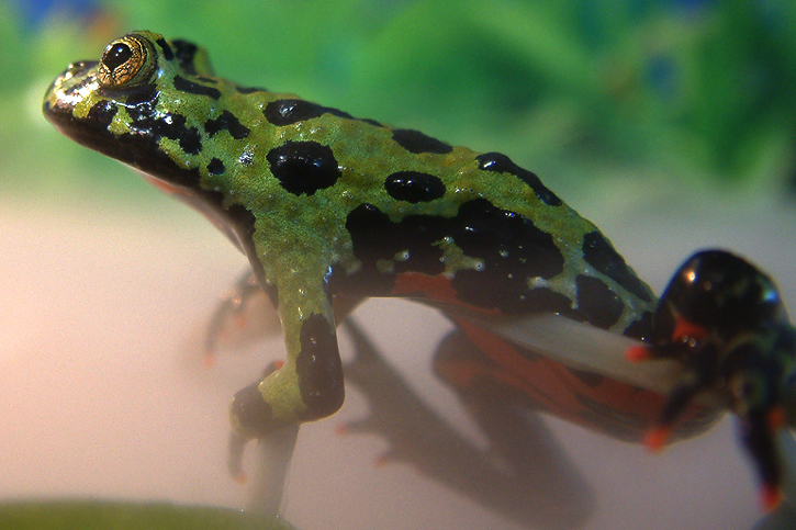 Fotografía por OneHappyFemale para DesignCrowd (Community Contests) | Diseño #9102642