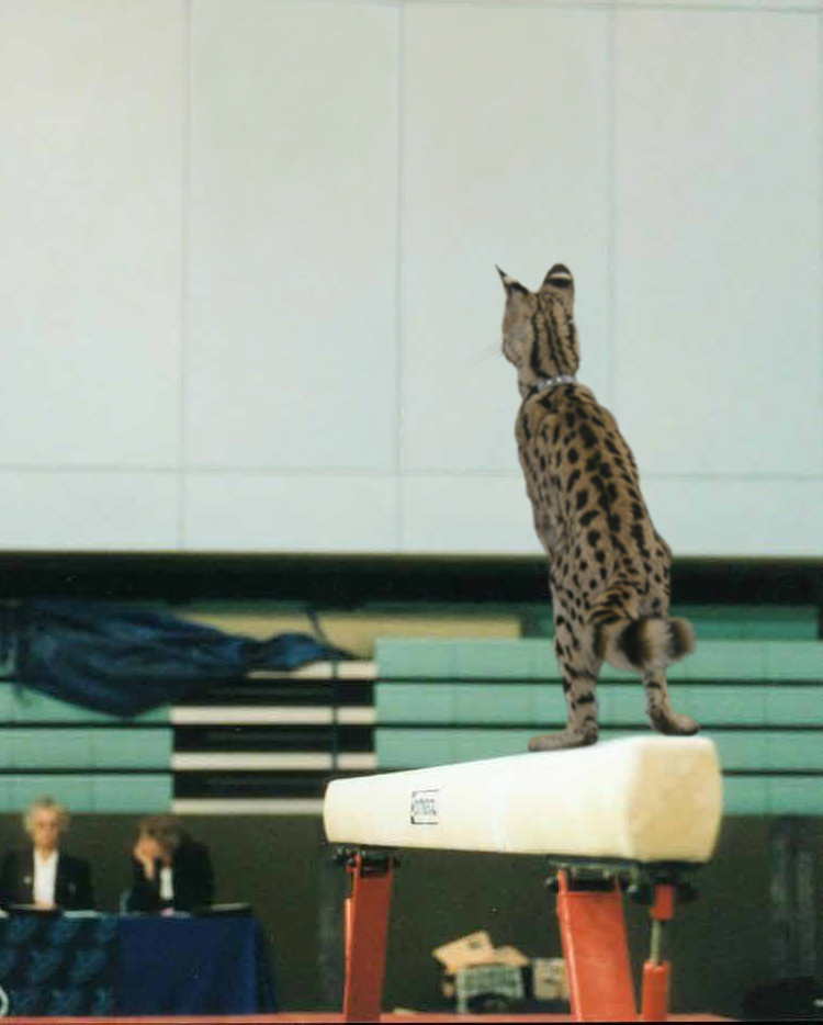 Photoshop Design by dollyllama for DesignCrowd (Community Contests) | Design #9128408